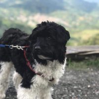 Baloo